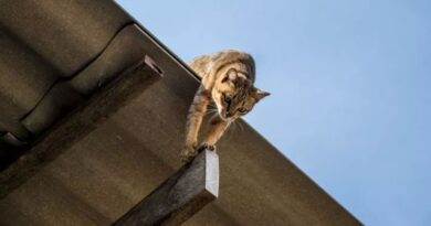 Служители на пожарната в Златоград спасиха бедстваща котка