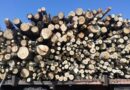 Досъдебно производство за установена незаконна сеч